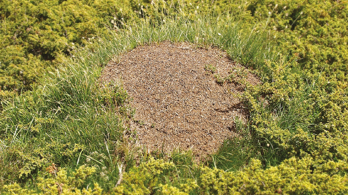 ant picnic c5 ant picnic c5